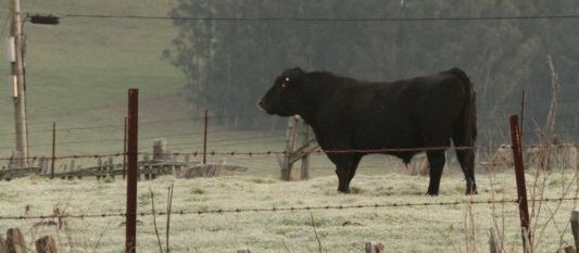 December On The Ranch
