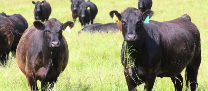 Grass-Fed Goodness