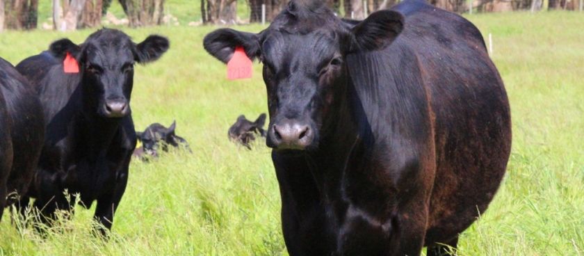 Out On The Ranch: Drought Update