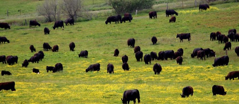 Born & Grazed: What is Rotational Grazing?