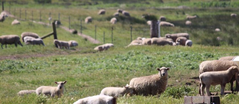 It's Sheep Shearing Season