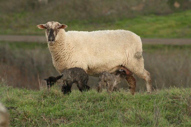 Nb Lambs