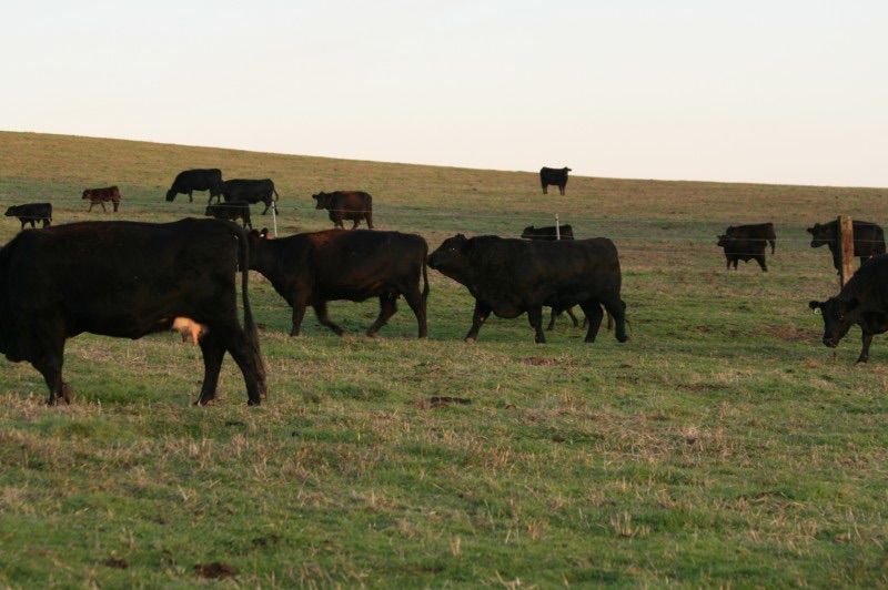 7860 Breeding Cows