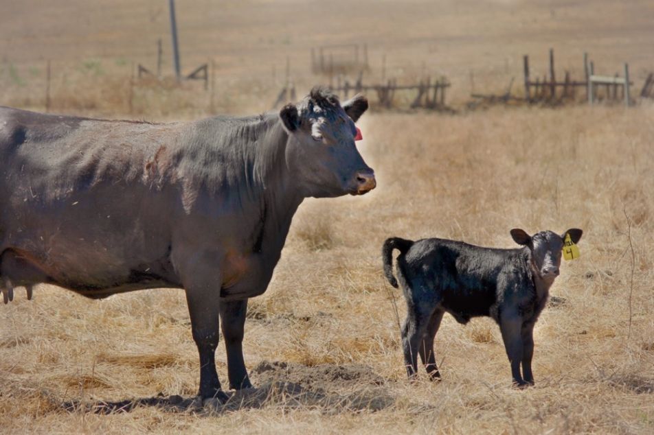 Cow   Calf1