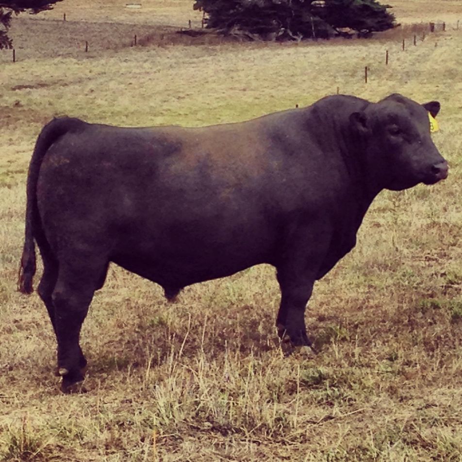 Scr Bull