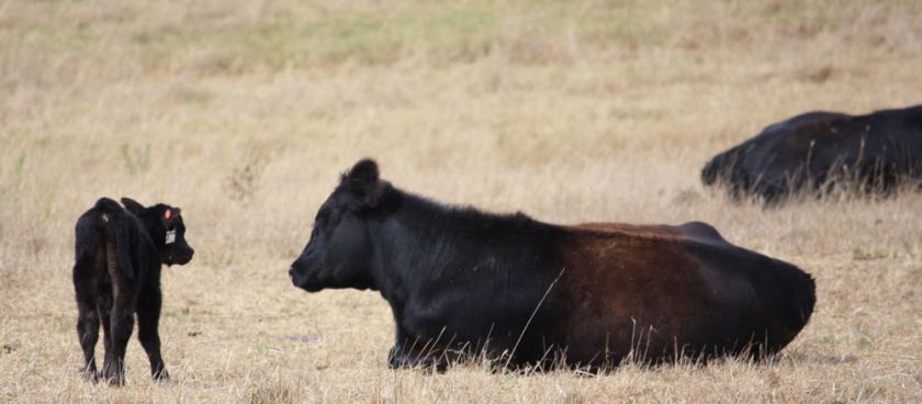 Calving Season