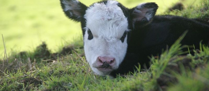 Valentine's Day Calf