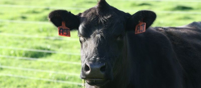 Our Future Grass-Fed Beef Rancher