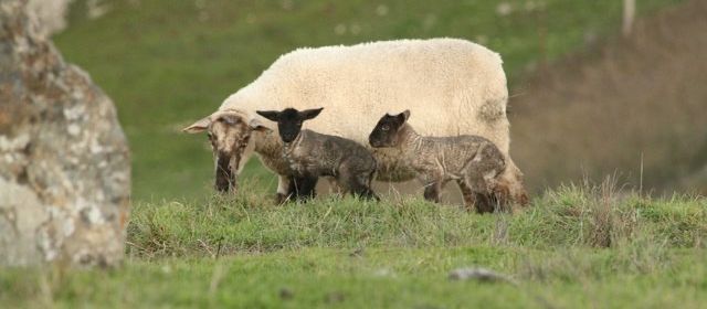 Christmas Day Lambs