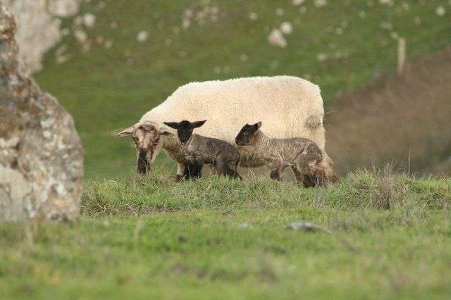 Newborn Lambs