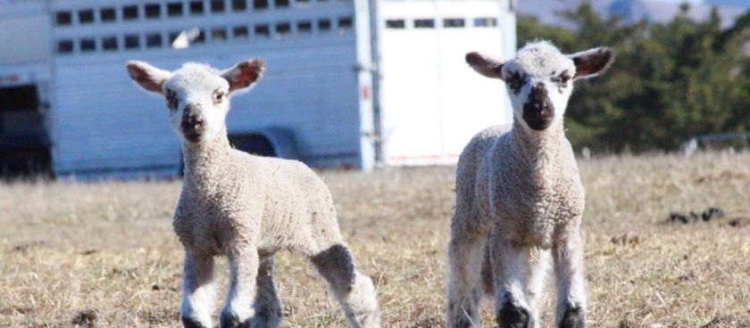 A Day With Our Spring Lambs