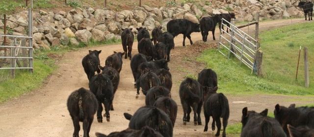 Changing Pastures