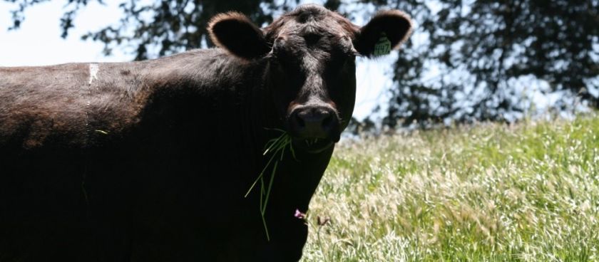 May Showers Bring Happy Cows... And Ranchers