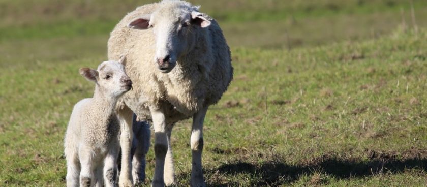 It's Lambing Season!