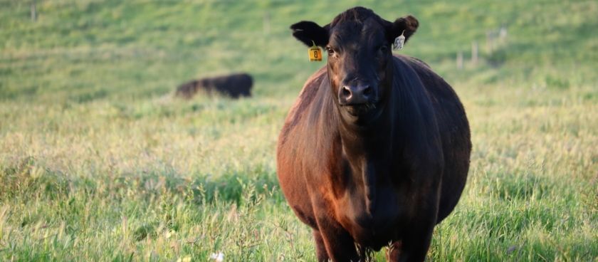 The Benefits of Regenerative Grazing